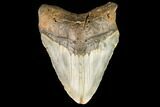 Bargain, Fossil Megalodon Tooth - North Carolina #124332-1